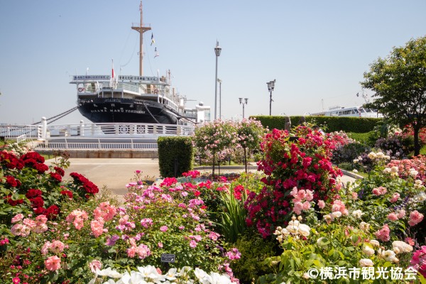 山下公園とバラ
